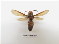 藏品(雙金環虎頭蜂)的圖片